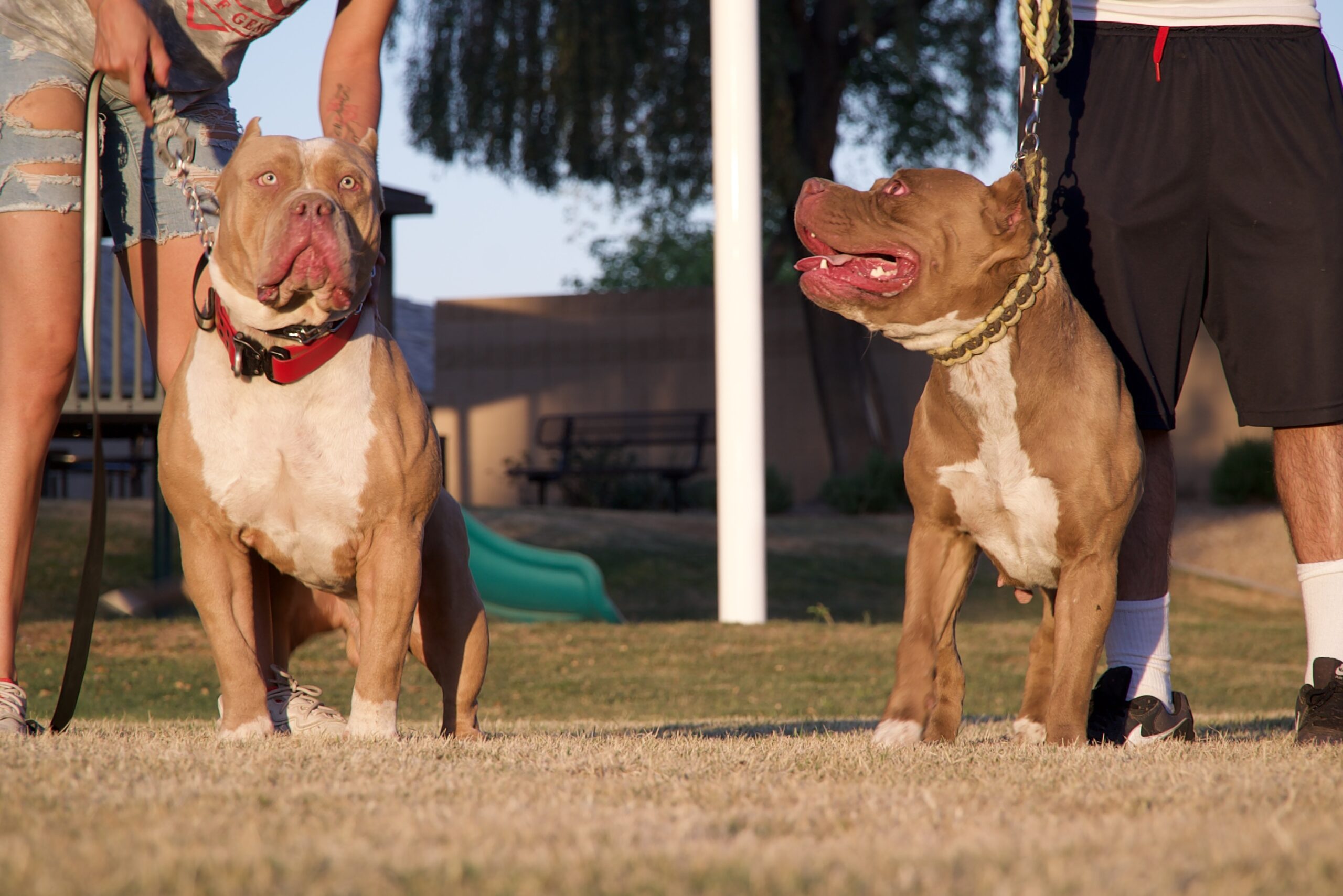 Dog Featured Image