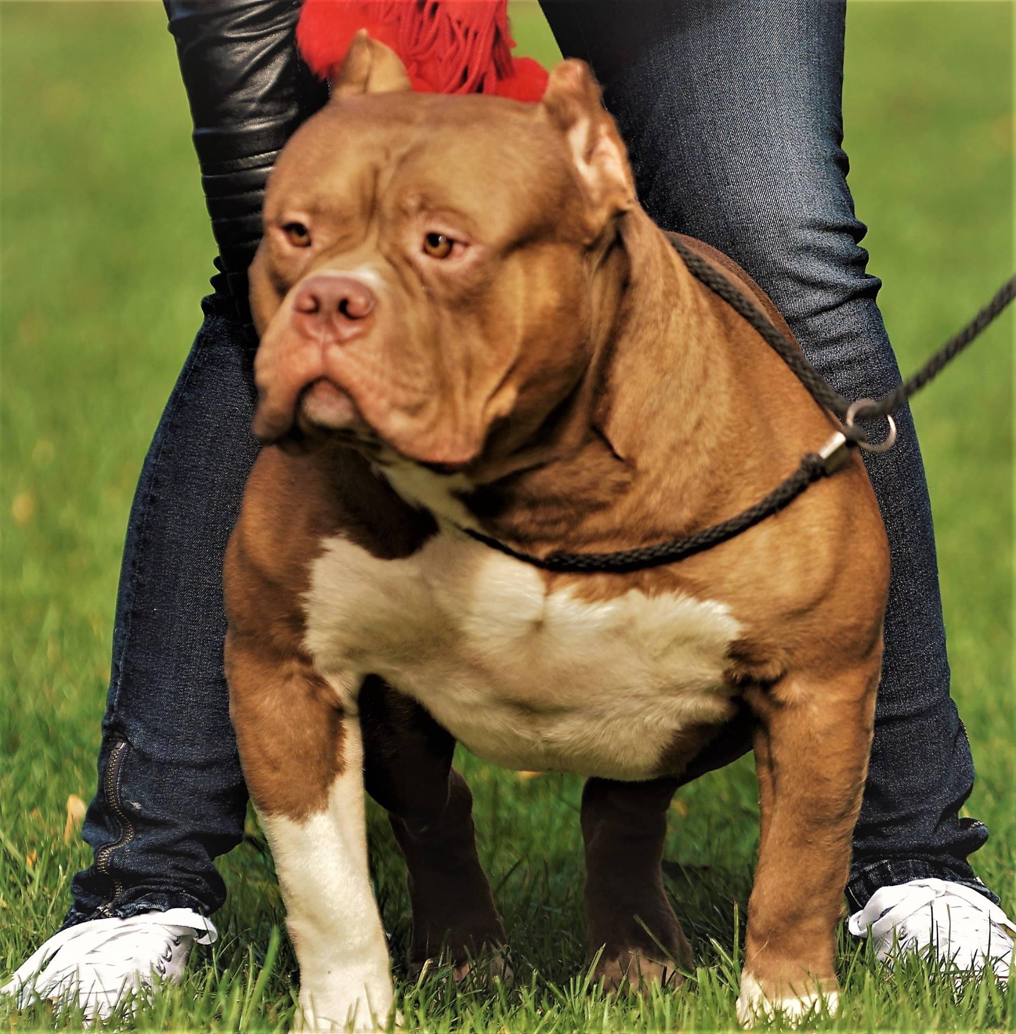 Dog Featured Image