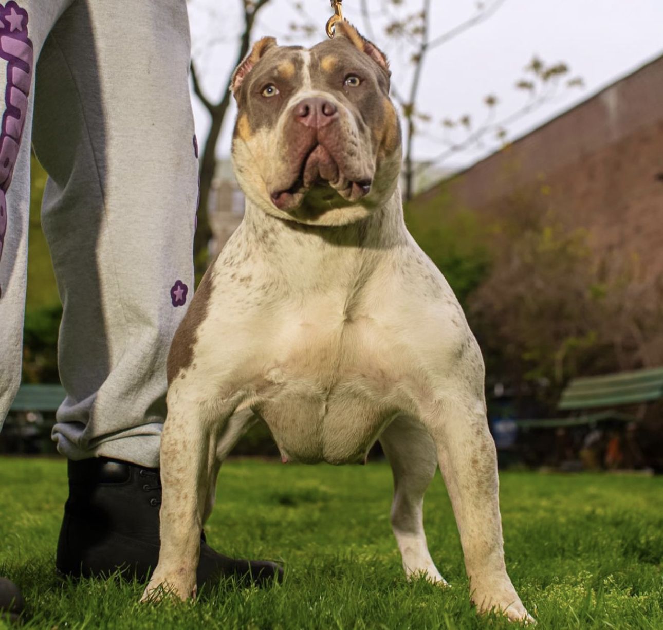 Dog Featured Image