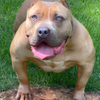 Dog Featured Image