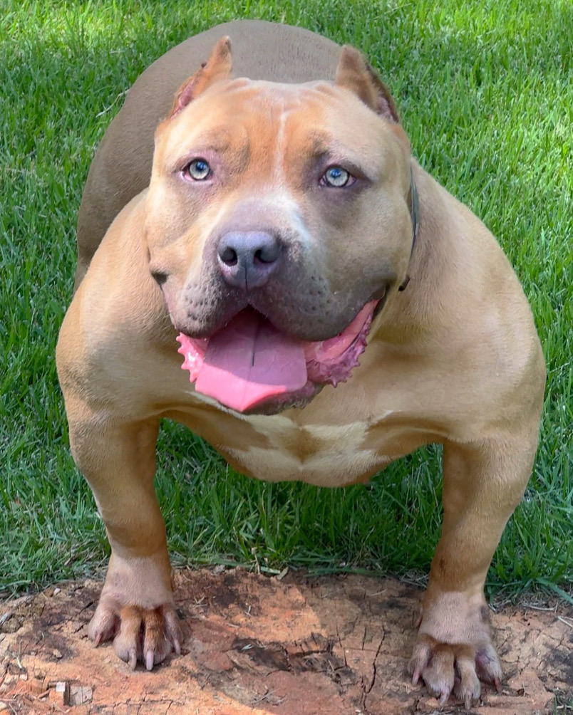 Dog Featured Image