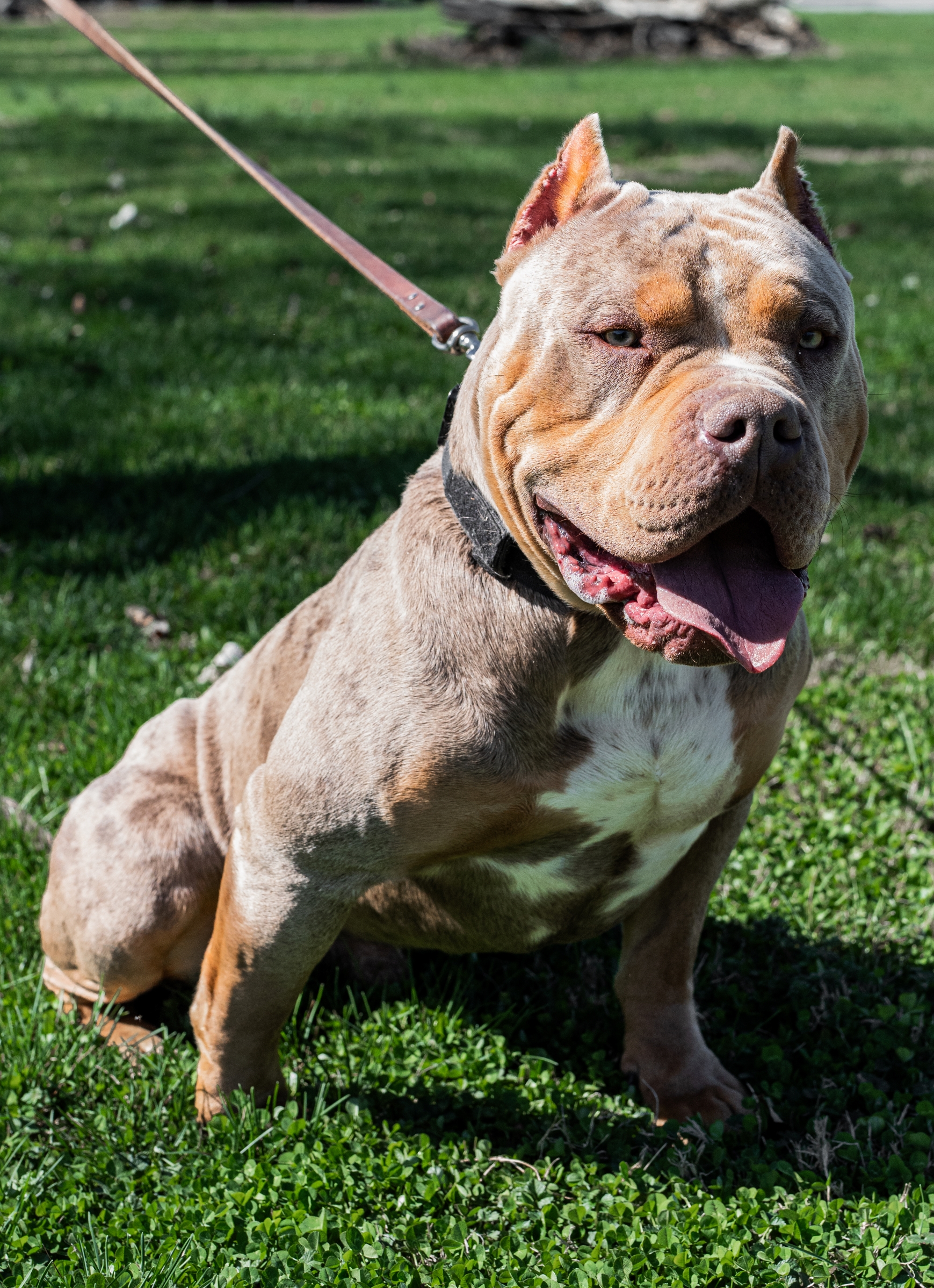 Dog Featured Image
