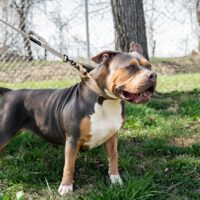 ULTIMATE BULLIES STORMY BLU
