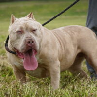 GBP’s Blondie of BSBK