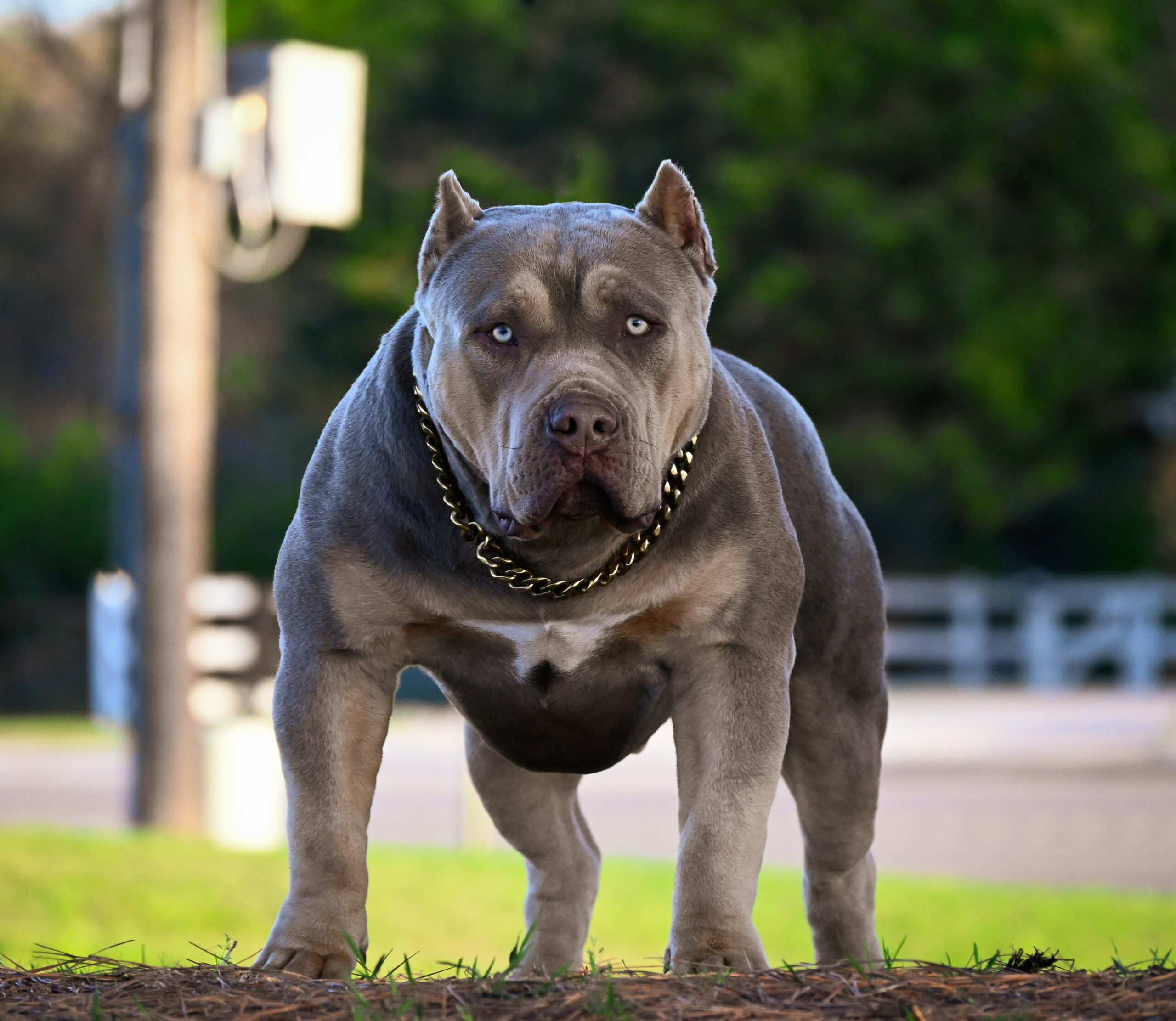 Dog Featured Image