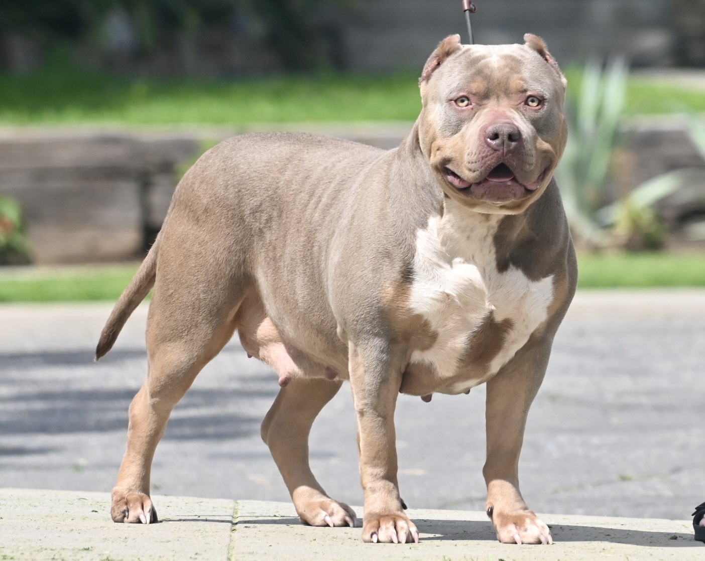 Dog Featured Image