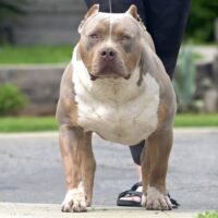 Cali Elite Bullies Tango