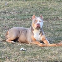 LOYAL VISION EEVEE OF THE KCK BLOCK