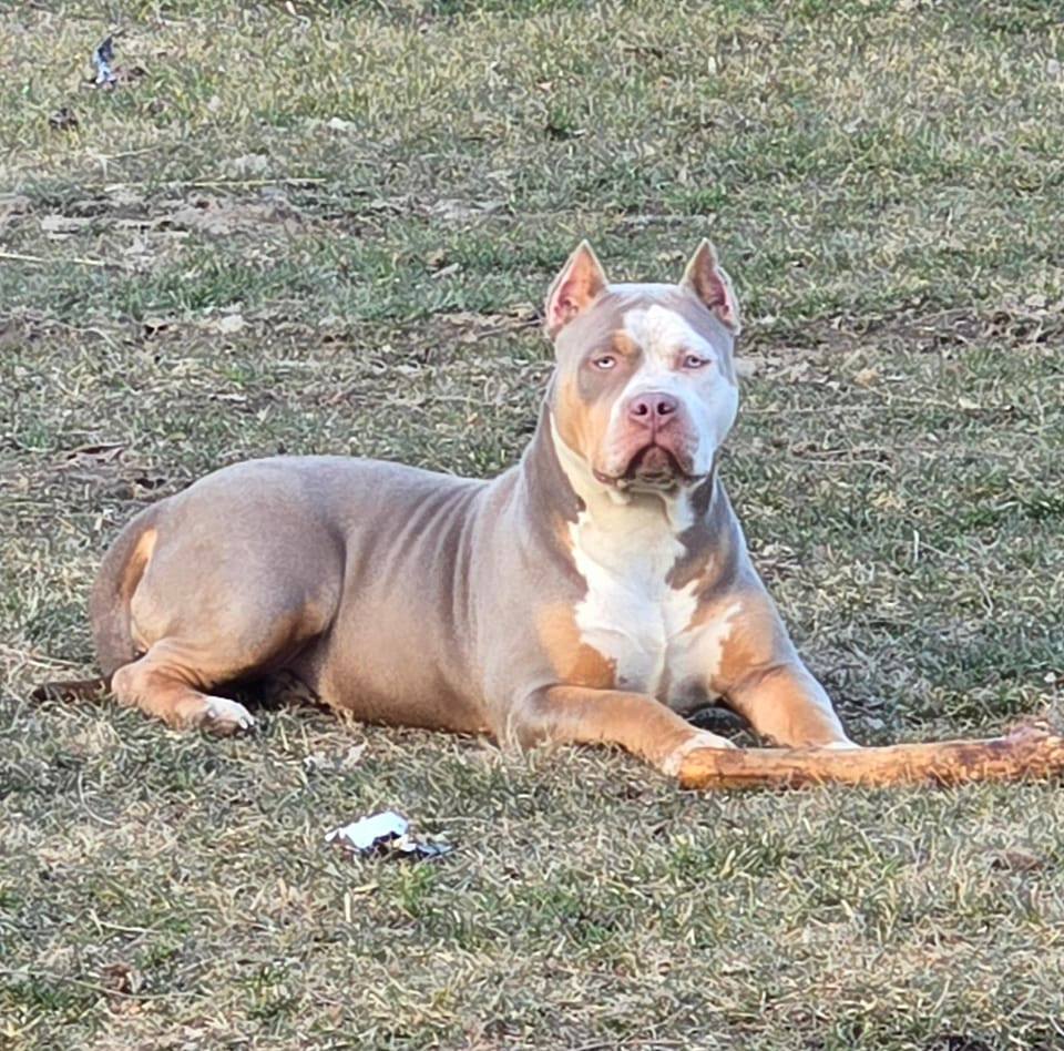 Dog Featured Image