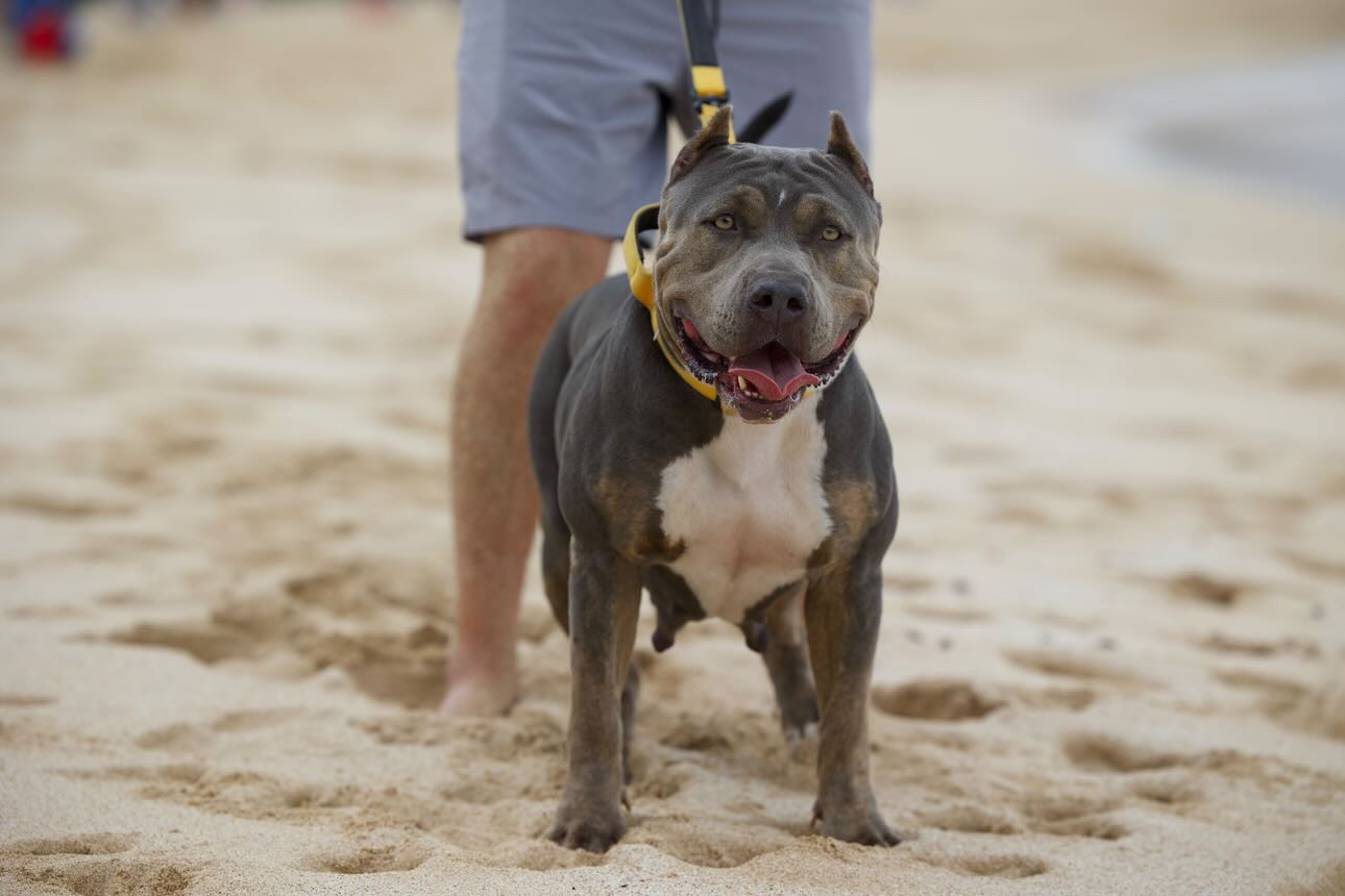 Dog Featured Image