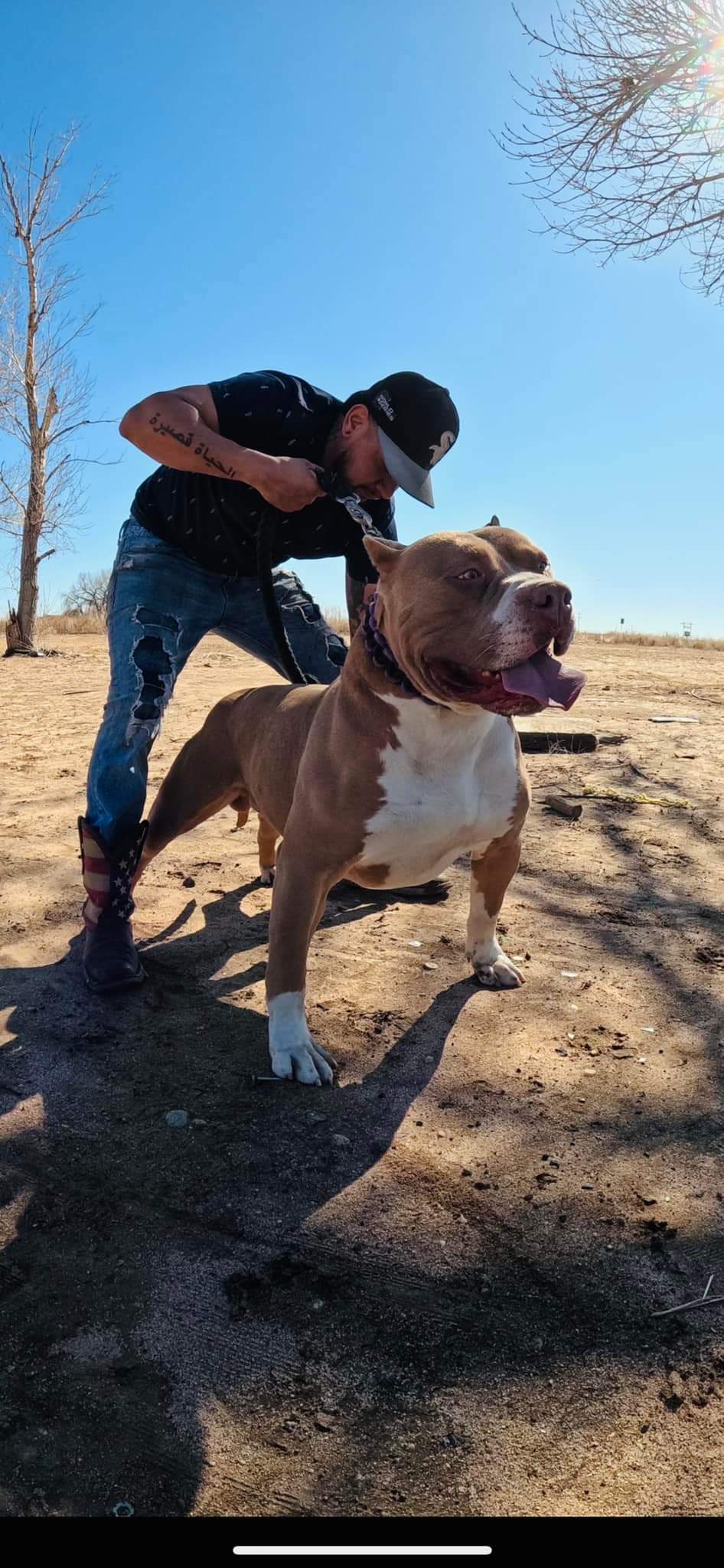 Dog Featured Image