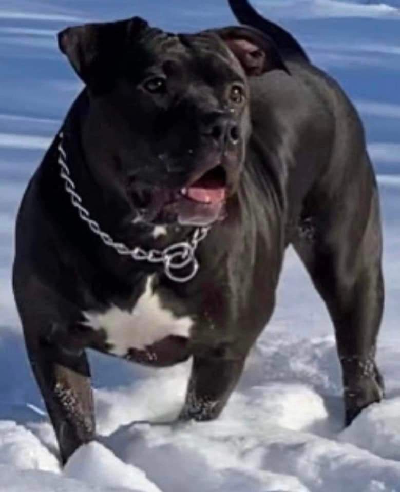 Dog Featured Image