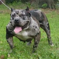 FLORIDAFIED Bullies WARKAT