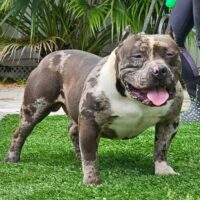 FLORIDAFIED Bullies DOOM