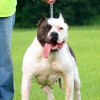 RawSourceKennels Patches
