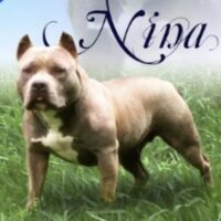 NINA.