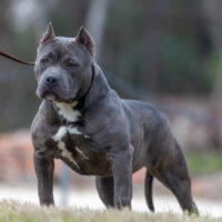 Bully Pride Productions KeKe