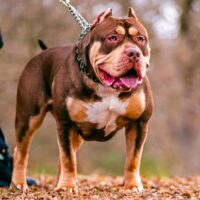 Bossy’s rollo