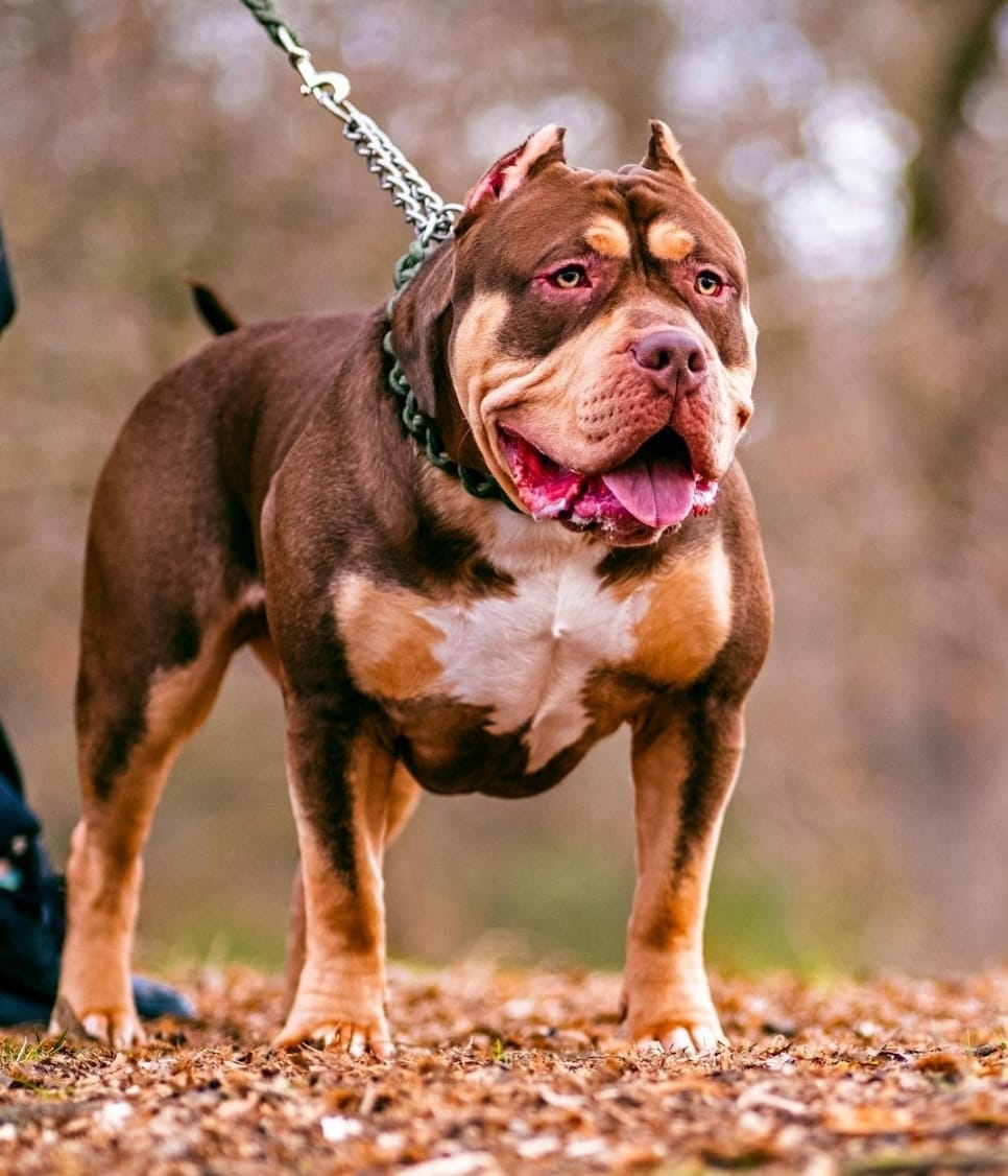 Dog Featured Image