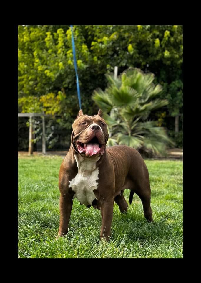 Dog Featured Image