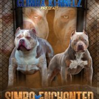 SIMBA X ENCHANTED LITTER