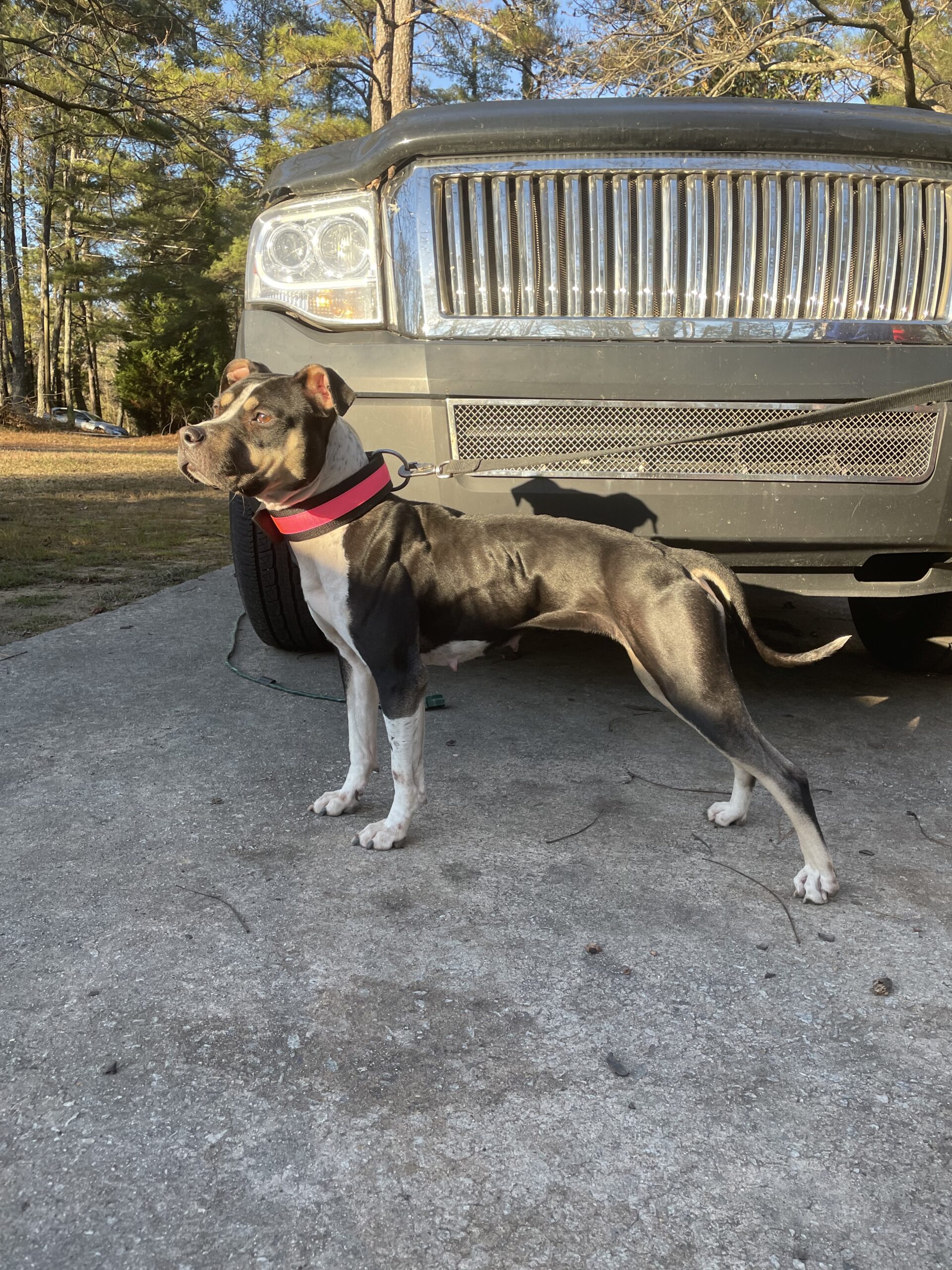 Dog Featured Image