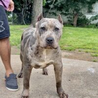 Cortez kennels ghost