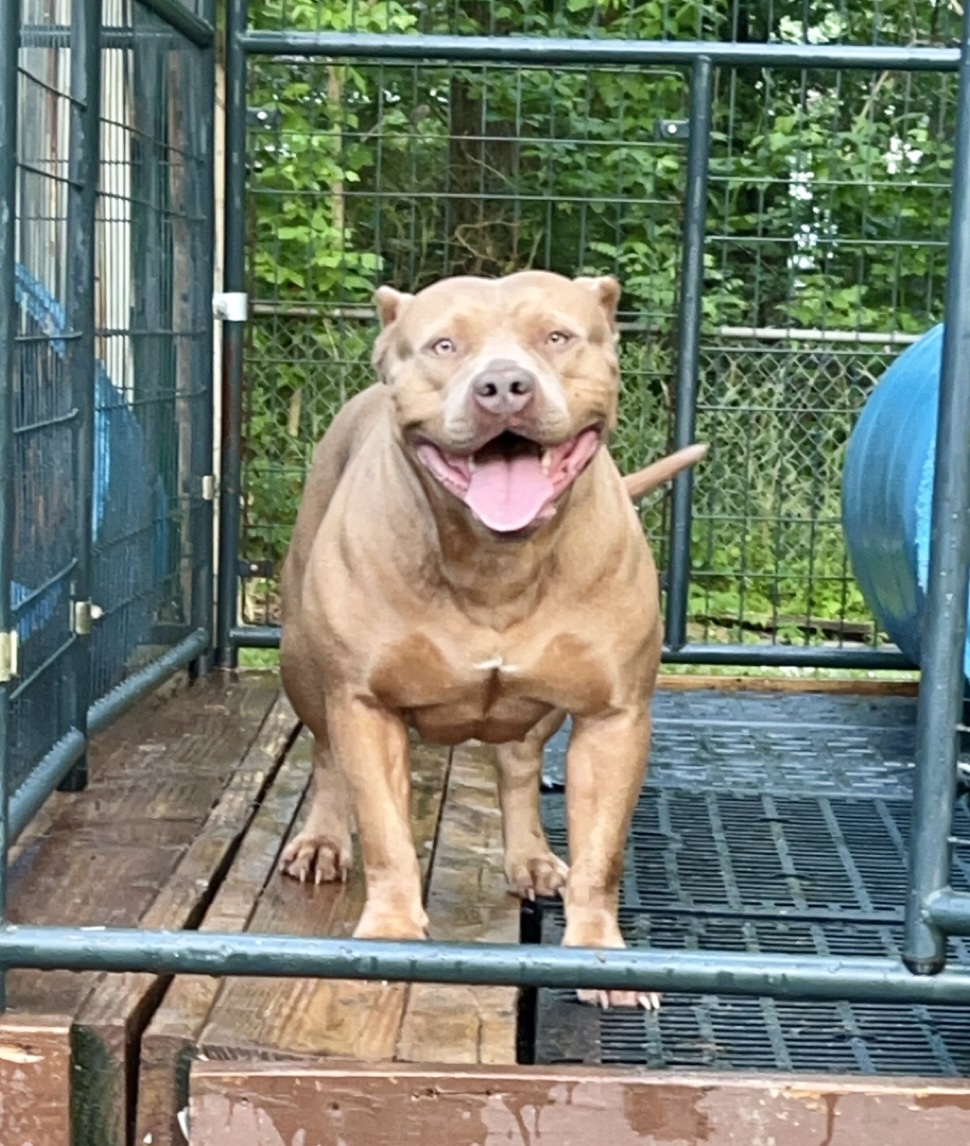 Dog Featured Image