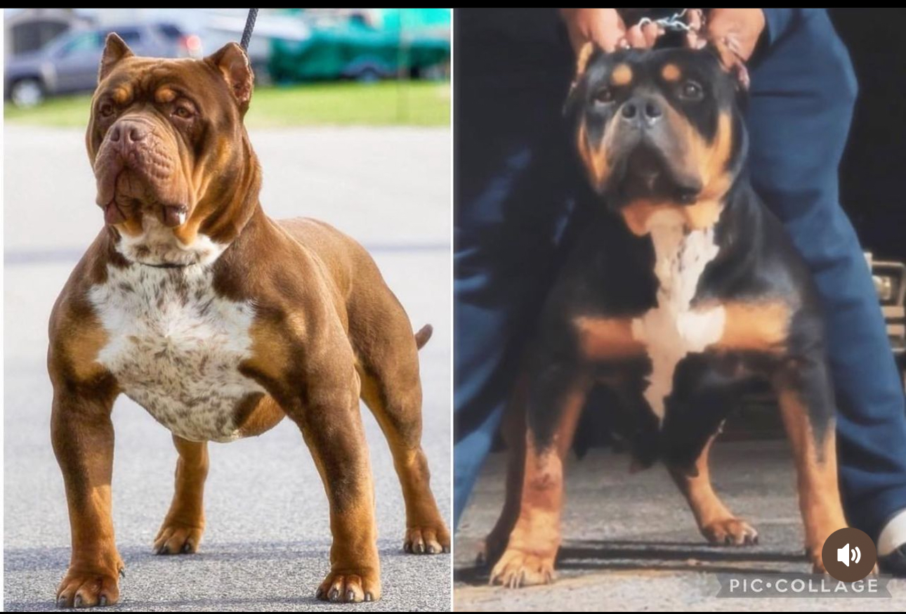 Dog Featured Image
