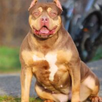 Showstoppingbullies/HSB’s COCO