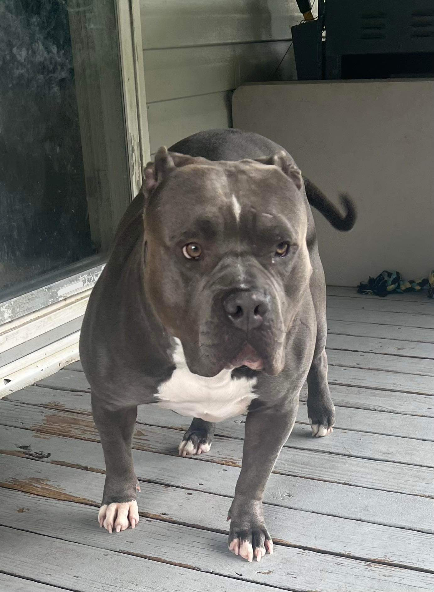 Dog Featured Image