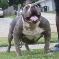 Dog Featured Image