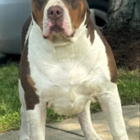 BULLC King Boogie