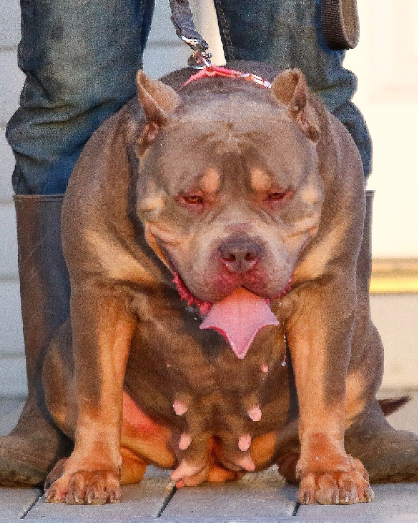 Dog Featured Image