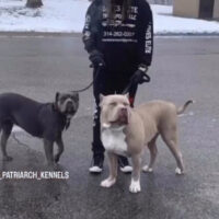 Loves XXL Bullz