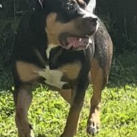 Nova-Cane