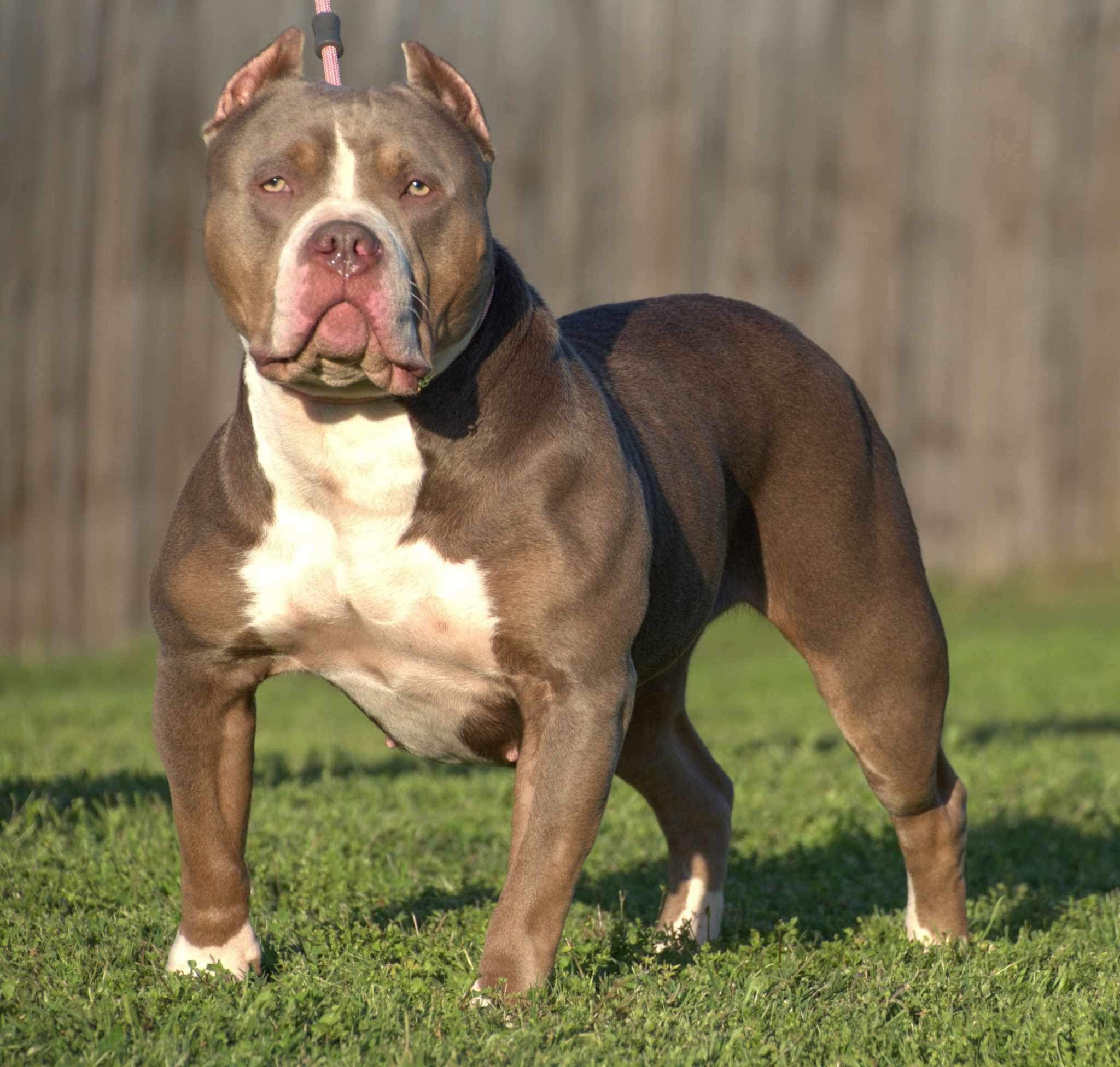Dog Featured Image