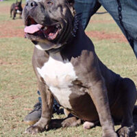 Commerce Kennels Devo