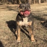 BadAces Zola