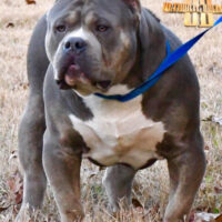 Ultimatebullies Jawbreaker.