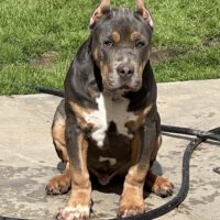 Cali Elite Bullies Kayo