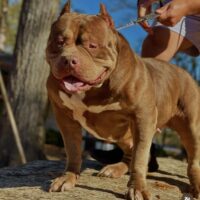 GHB CANELA