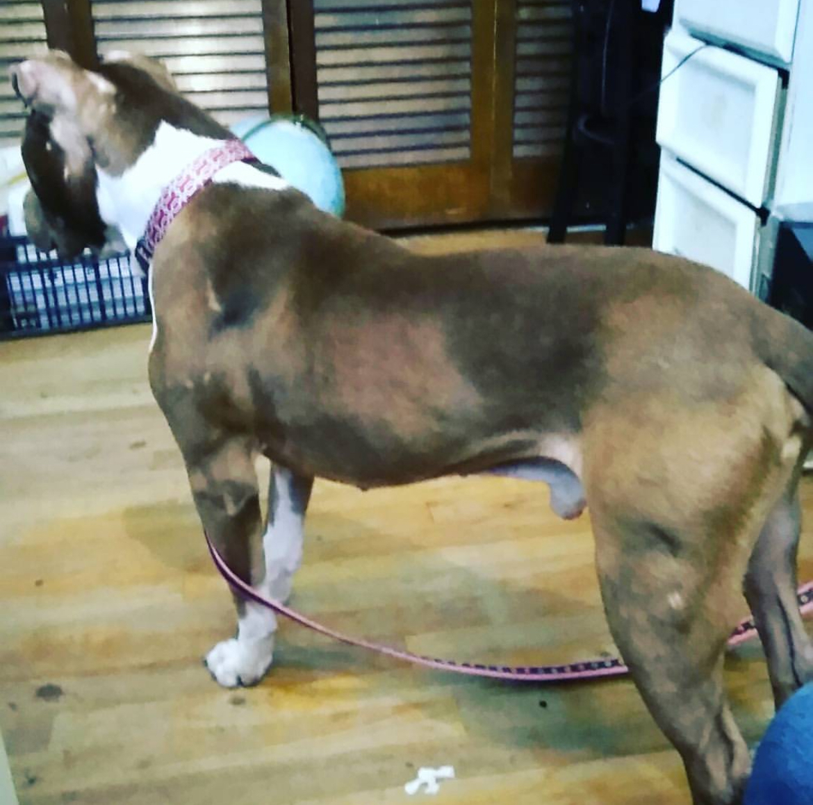 Dog Featured Image