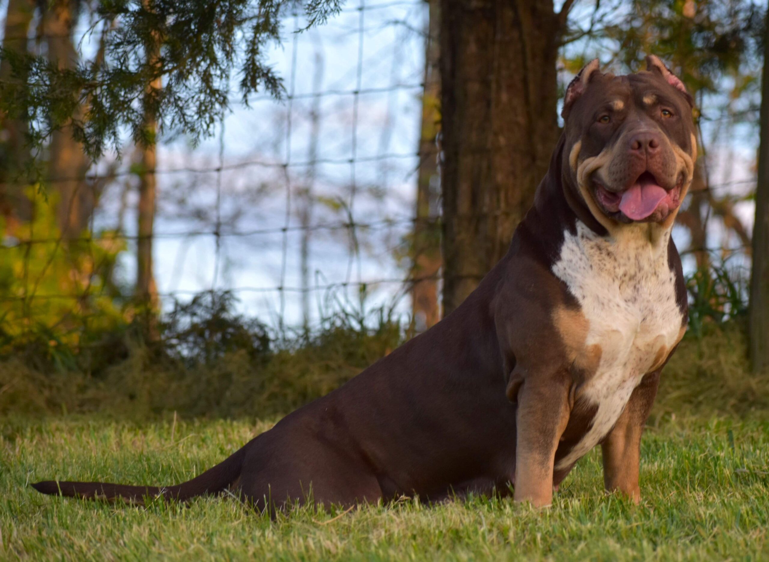 Dog Featured Image