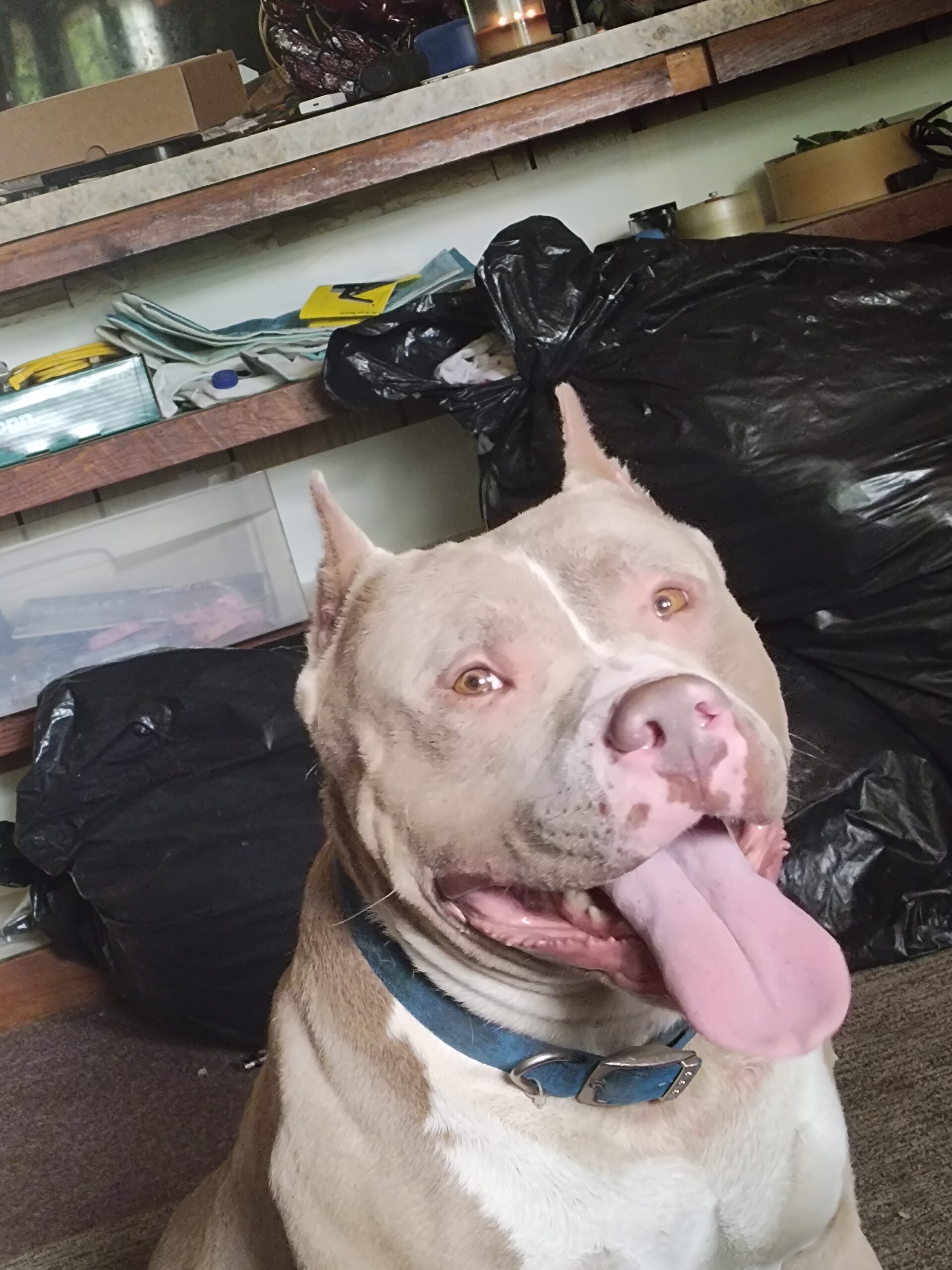 Dog Featured Image