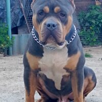 True Bully Blood Kennel’s ACE VENTURA