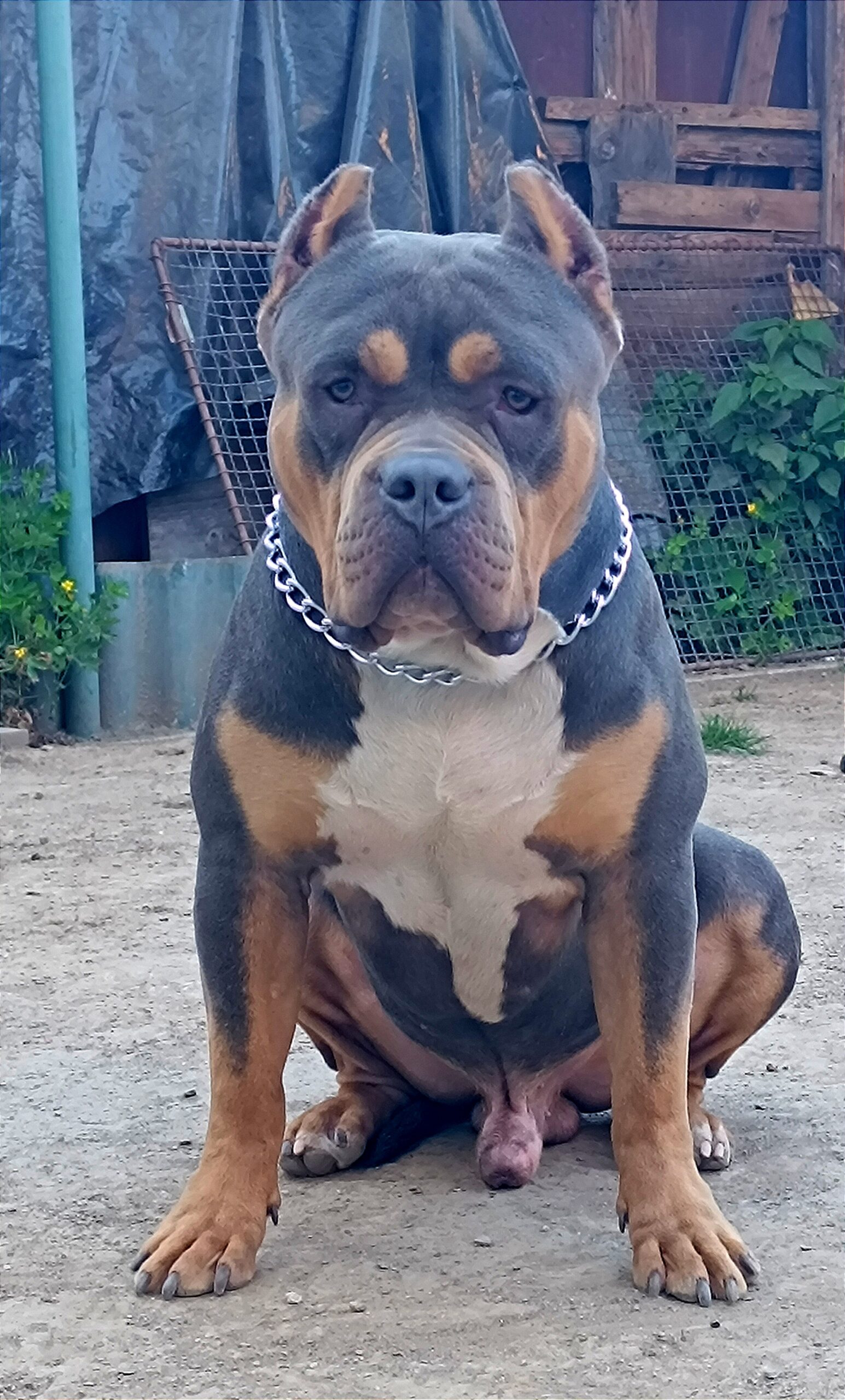 Dog Featured Image