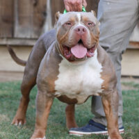 CIC’s Bugsy