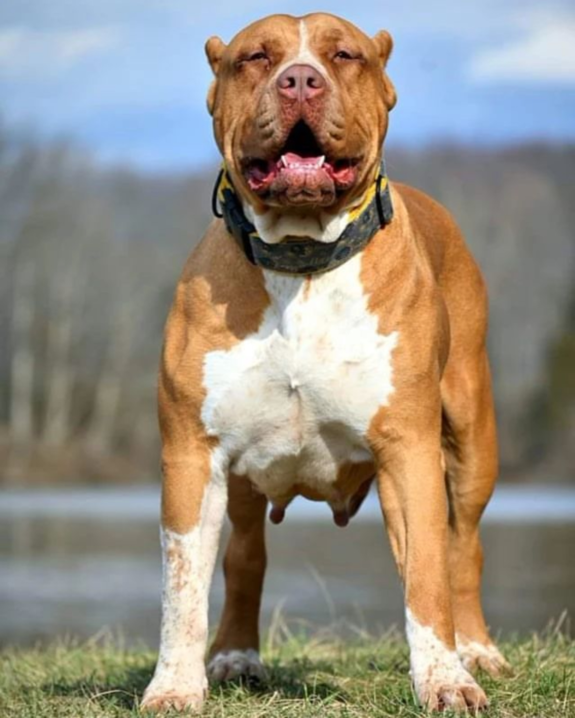 Dog Featured Image