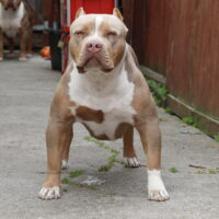 Top Notch Bulls Athena